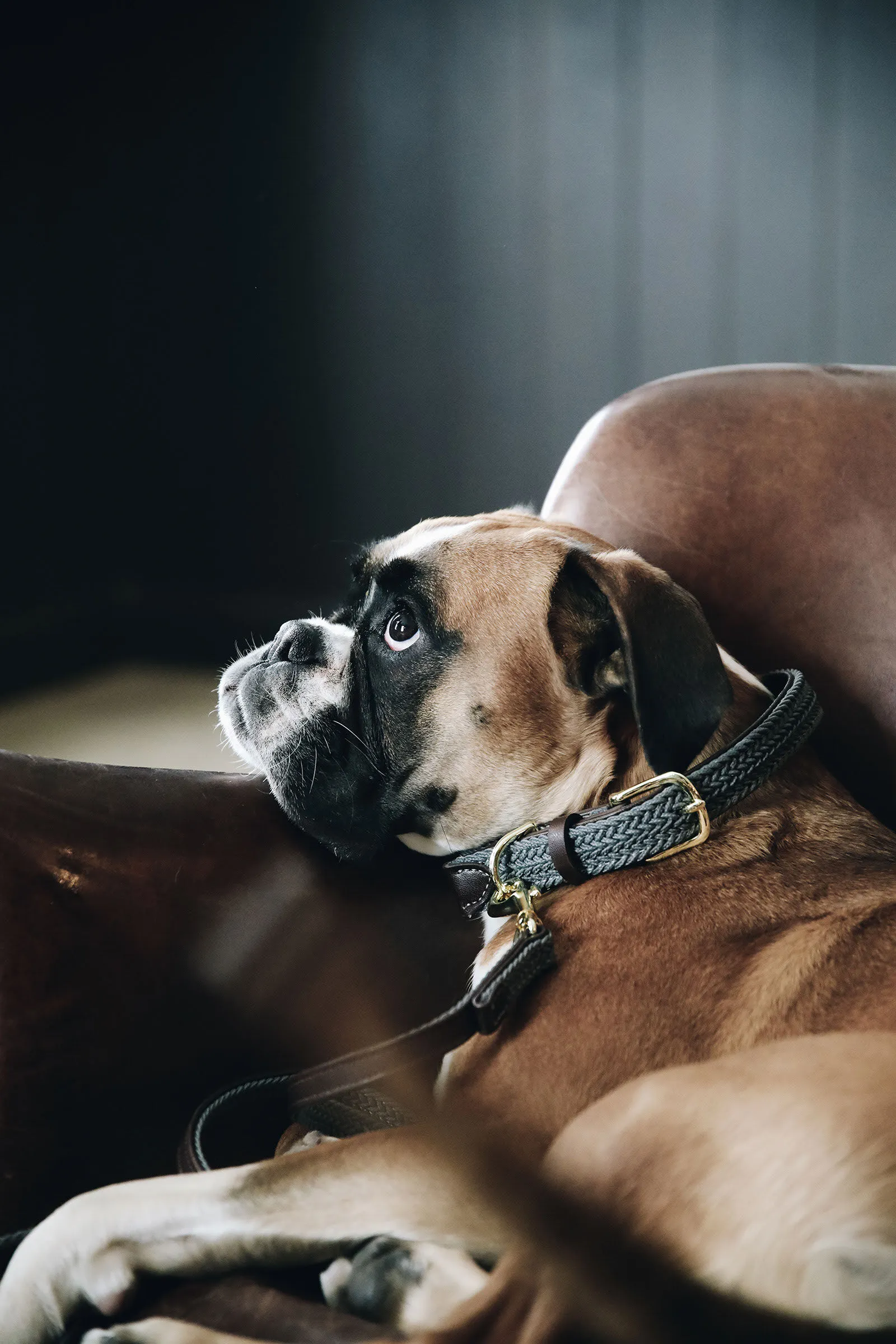 Collare per cani in nylon intrecciato Kentucky Dogwear